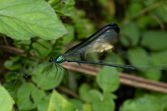 Psolodesmus mandarinus dorothea