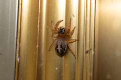 Yaginumaella lobata