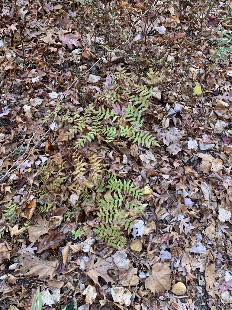 American Royal Fern from Calvert Cliffs State Park, Lusby, MD, US on ...