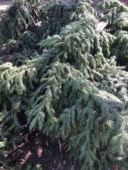 Taxus chinensis