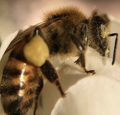 Apis mellifera