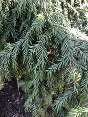 Taxus chinensis