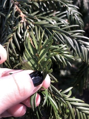 Taxus chinensis