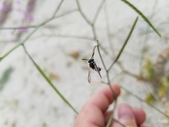 Pterocheilus hirsutipennis