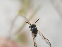 Pterocheilus hirsutipennis
