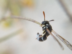Pterocheilus hirsutipennis