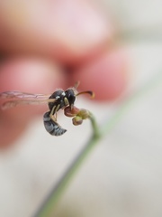 Pterocheilus hirsutipennis