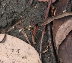 Leptomyrmex