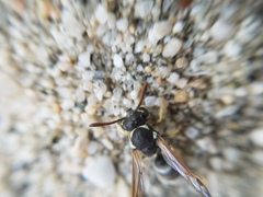 Pterocheilus hirsutipennis