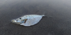 Leiognathidae