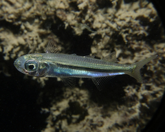 Atherinomorus vaigiensis