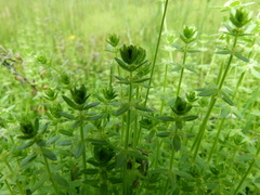 Cruciata pedemontana
