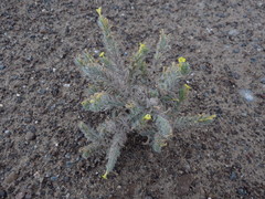 Arnebia hispidissima