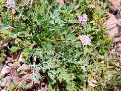 Phacelia arizonica