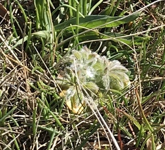 Lupinus densiflorus densiflorus