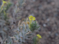 Arnebia hispidissima