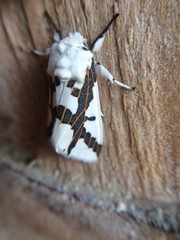 Euerythra phasma