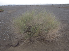 Ochradenus aucheri