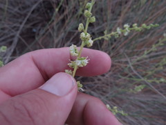 Ochradenus aucheri