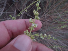 Ochradenus aucheri