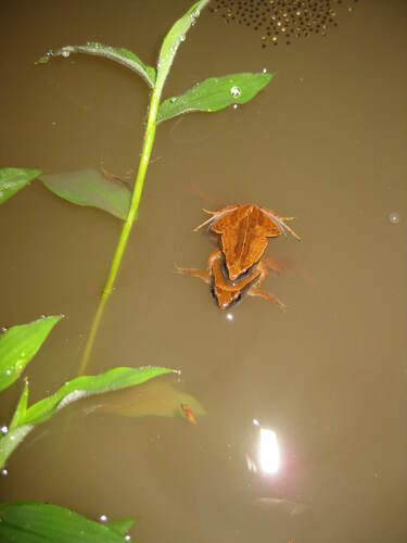 Nicobarese Narrow-mouth Frog, Microhyla nakkavaram
