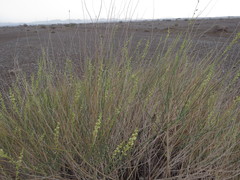 Ochradenus aucheri