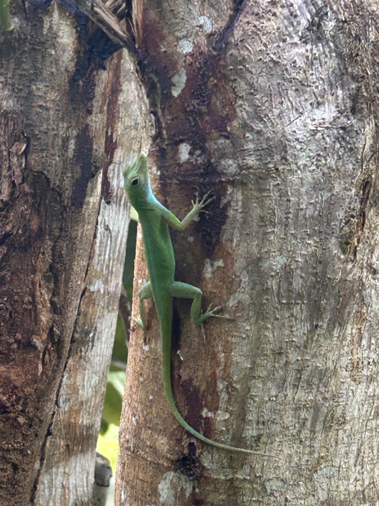 Emerald anole in November 2023 by Omar Monzon Carmona · iNaturalist