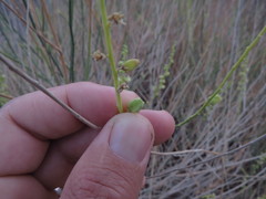 Ochradenus aucheri