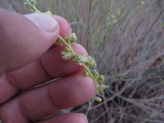 Ochradenus aucheri