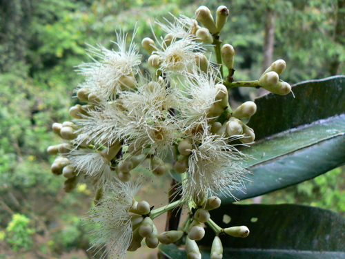 Syzygium rejangense observed 2010-01-09