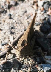 Dissosteira carolina