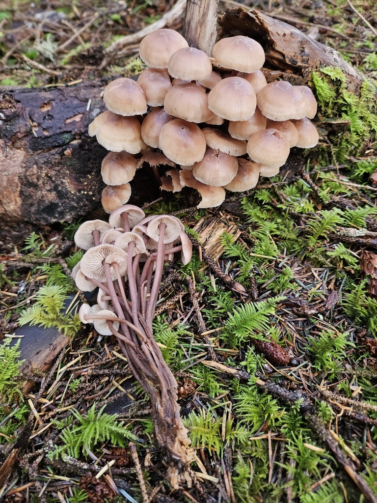 Connopus sp. 'bagleyensis'