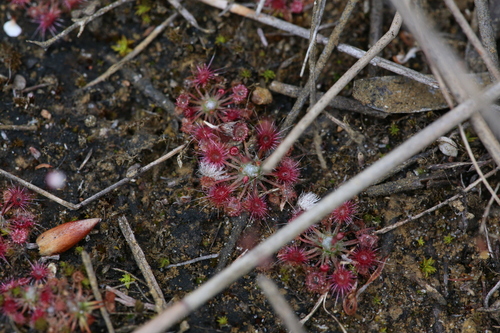Drosera occidentalis