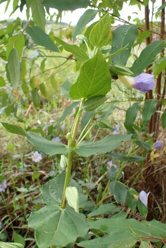Image of Thunbergia natalensis by no rights reserved
