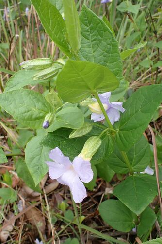 Image of Bluebell Clockvine by no rights reserved
