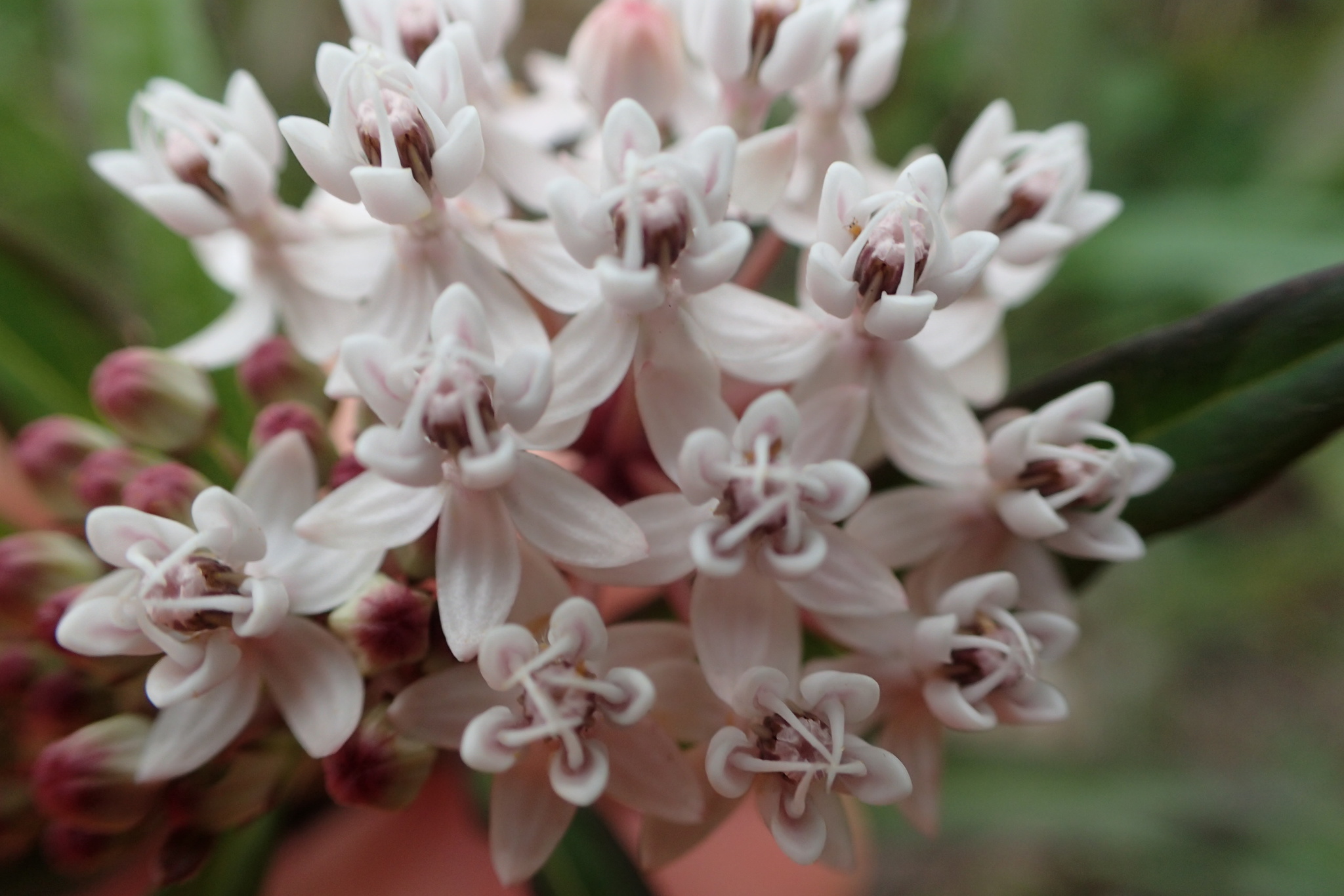 Asclepias perennis