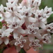 Asclepias perennis - Photo (c) Andy Newman, μερικά δικαιώματα διατηρούνται (CC BY-NC), uploaded by Andy Newman
