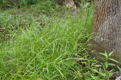 Carex festucacea