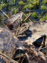 Acris crepitans