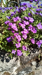 Aubrieta deltoidea