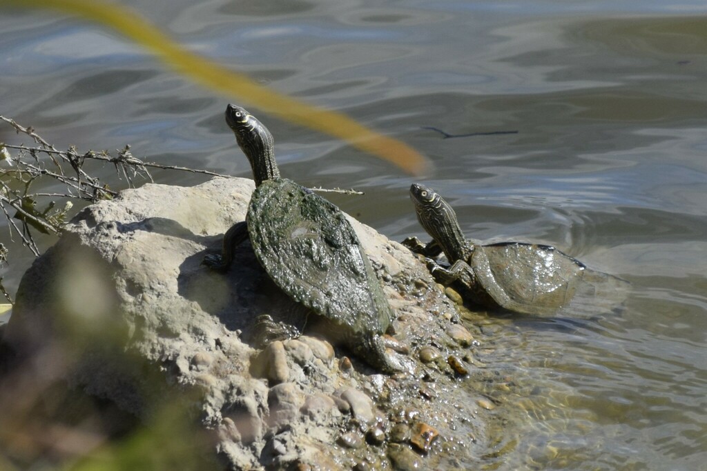 Mississippi Map Turtle In November 2023 By Taylor Blazi INaturalist   Large 