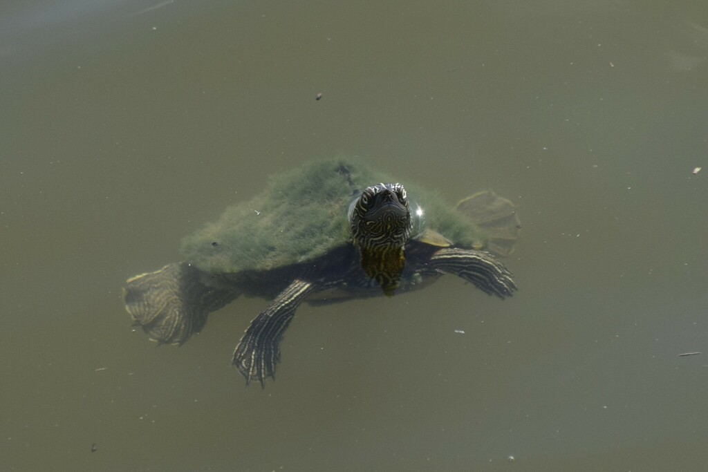 Mississippi Map Turtle In November 2023 By Taylor Blazi INaturalist   Large 