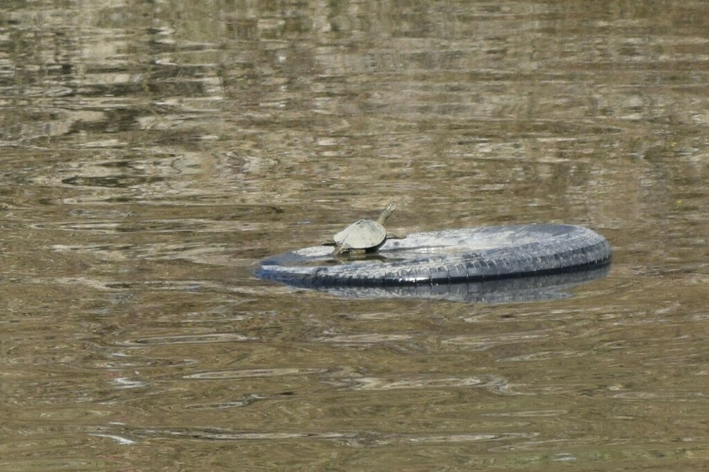 Mississippi Map Turtle In November 2023 By Taylor Blazi INaturalist   Large 