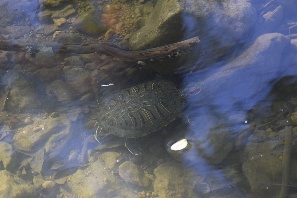 Red-eared Slider from Arcadia Trail Park, Park Glen, Fort Worth, TX ...