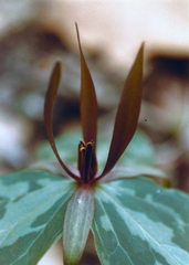 Trillium viridescens