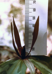 Trillium viridescens