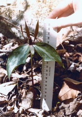 Trillium viridescens