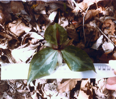 Trillium viridescens