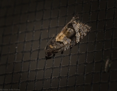 Asthenoptycha