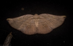 Xenomusa metallica